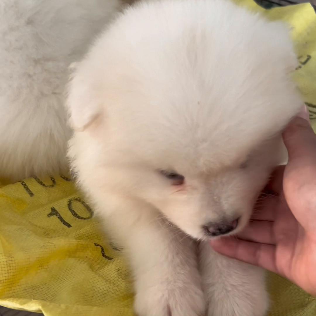 下集捡漏一条漂亮金毛@抖音短视频