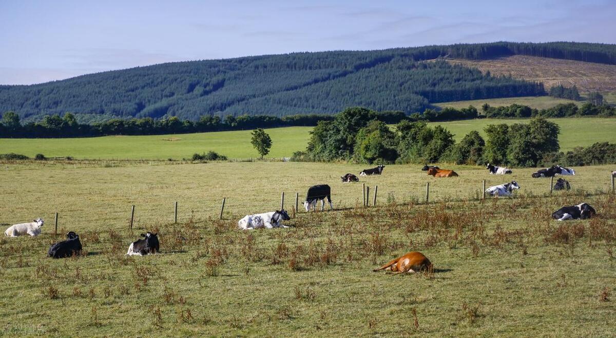 游牧业的生态与社会影响:跨学科综述与分析