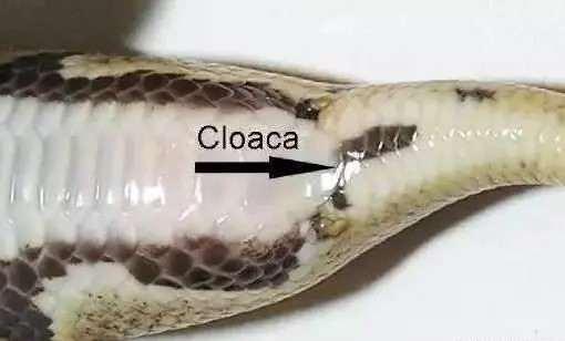 大蟒蛇攻击人视频,蟒蛇为什么不像小蛇一样攻击人