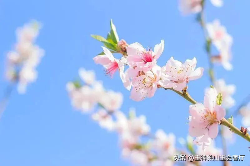 鏄ヨ壊鎾╀汉濡傝瘲濡傜敾,鏄ヨ壊杩蜂汉楦熻鑺遍