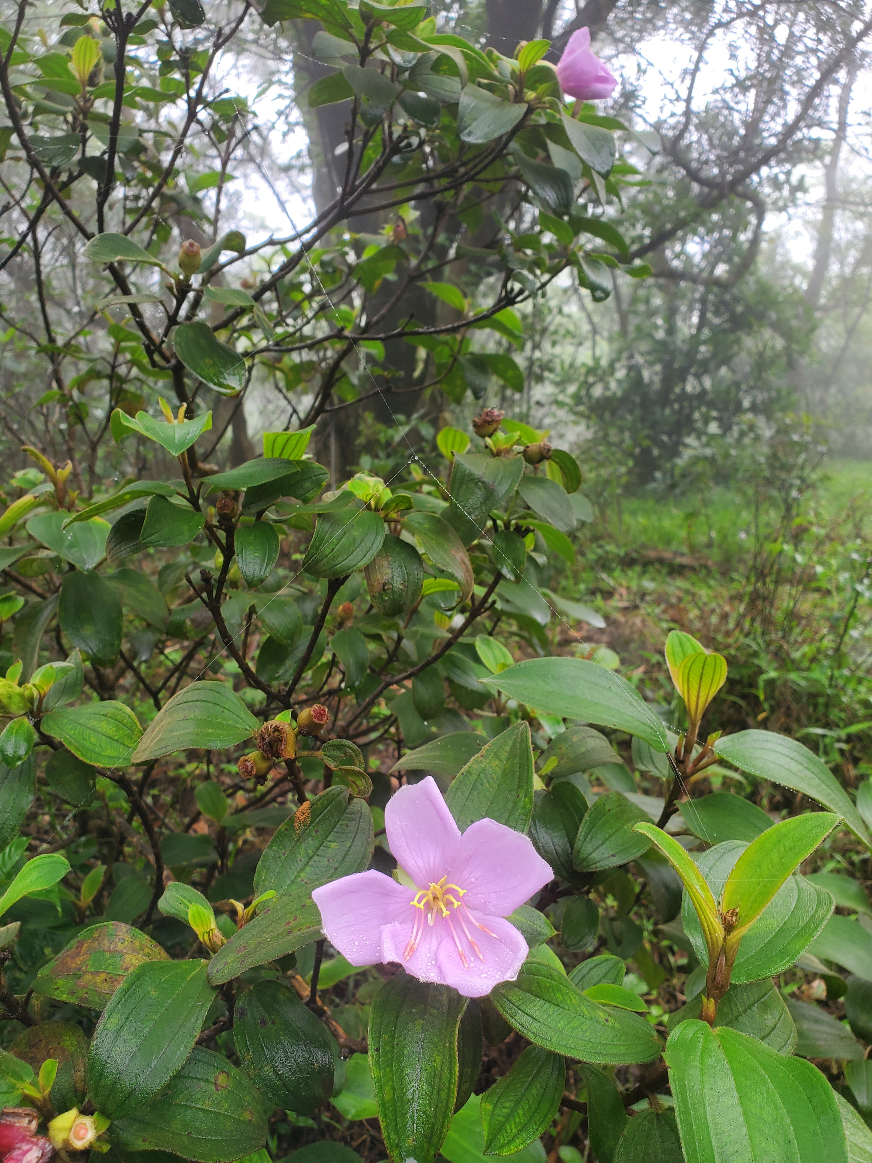 徒步香港大帽山,香港麦径徒步攻略
