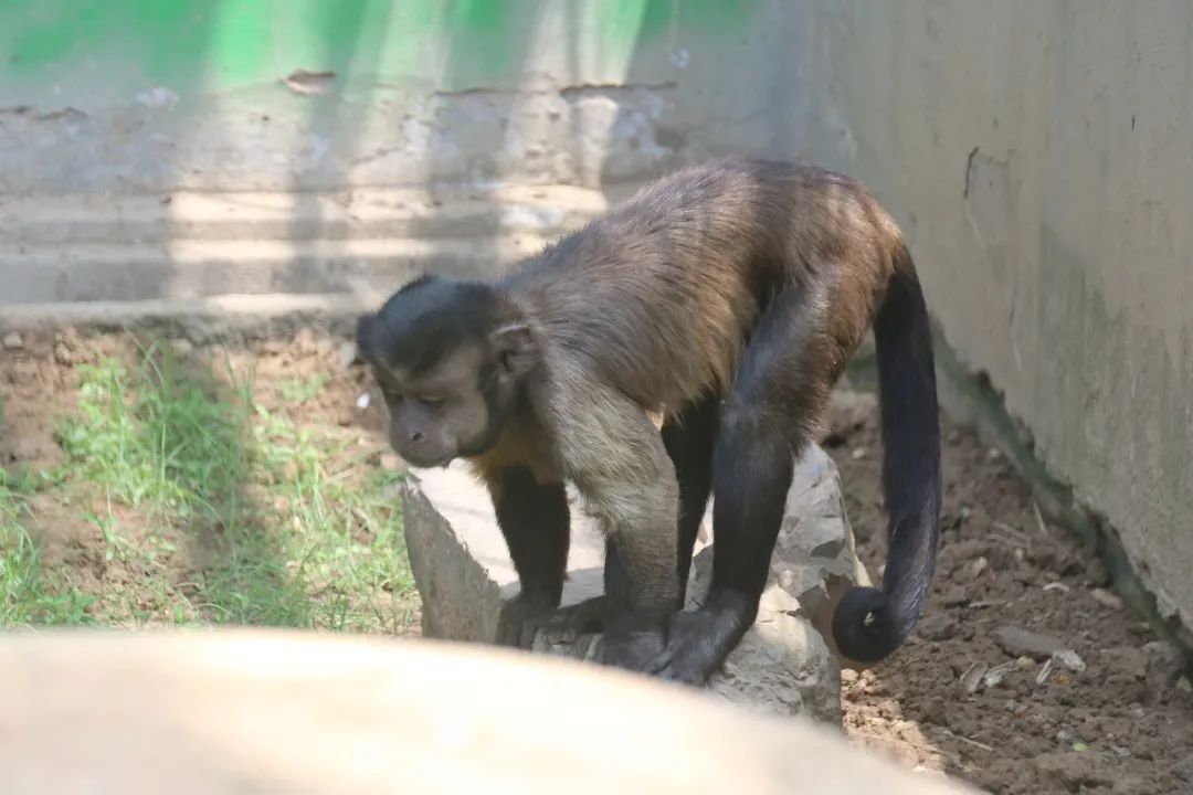 淮安动物园位置,淮安动物园多大面积