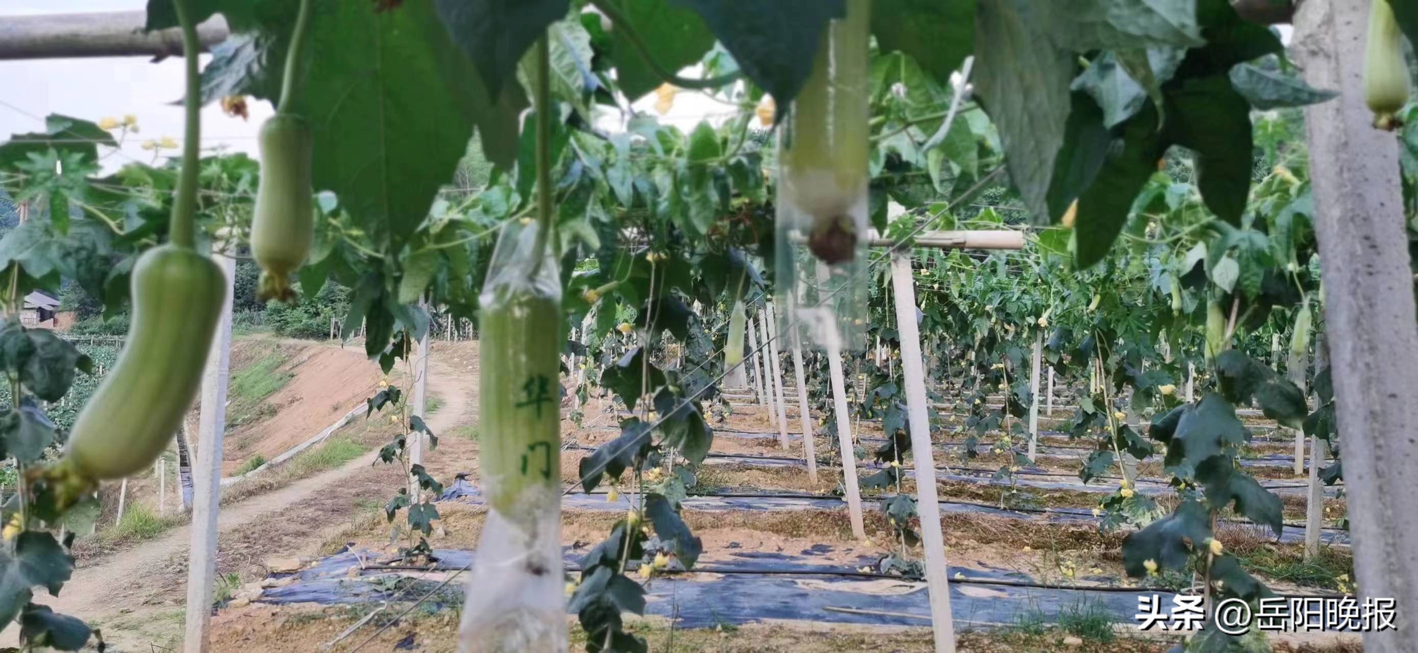 平江县瓮江镇：瓜甜心更甜！瓜藤结出“致富果”