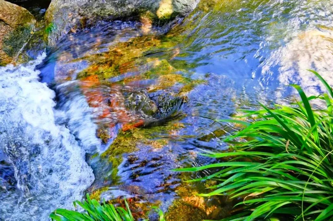 从化东成荷花园,从化摘荔枝之旅