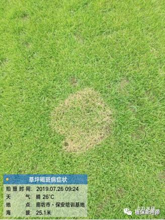 草坪通常要进行哪些养护管理项目,草坪要打理吗