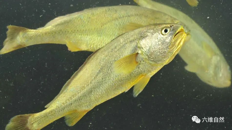 游客钓到野生大黄鱼全身金光闪闪,浙江钓友上野生三斤多大黄鱼