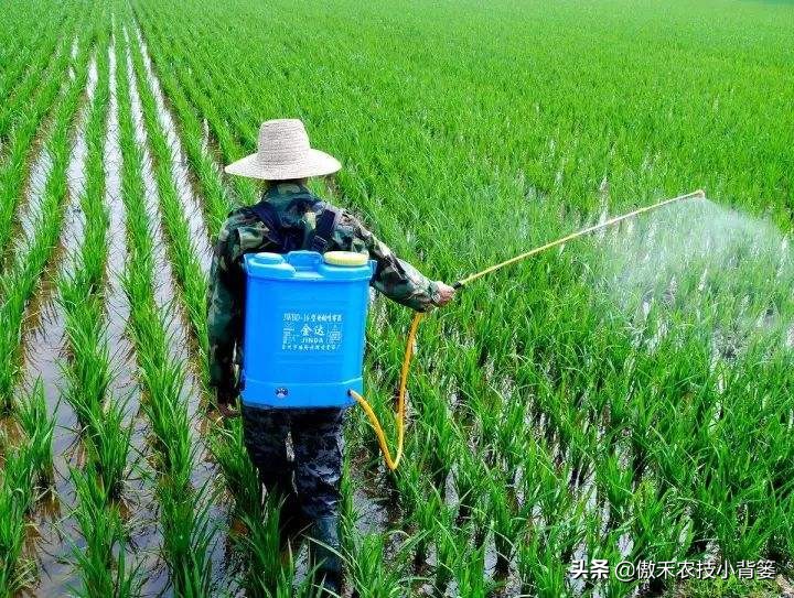 赤霉素适用于什么作物,赤霉素在不同作物上如何使用