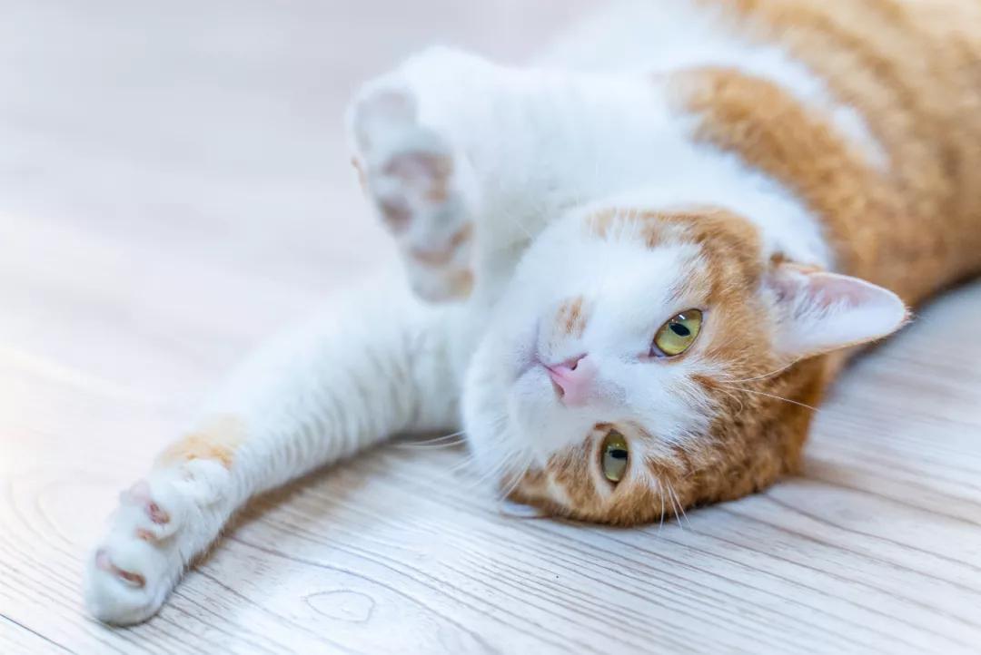 与虎有关的英文吉祥语,老虎虎年英语