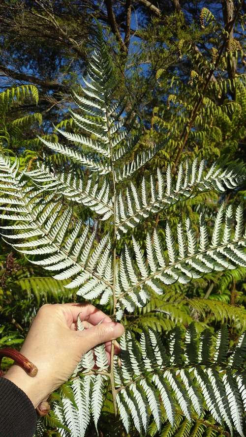 新西兰究竟是个怎样的国家,新西兰是怎么样的一个国家