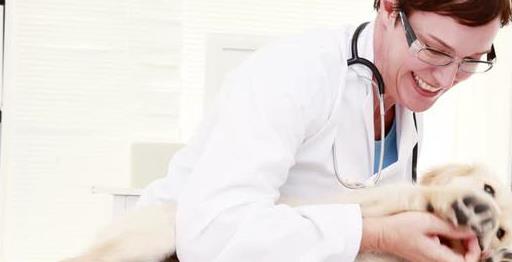 狗狗38.9是发烧吗,狗狗体温38.1算正常吗