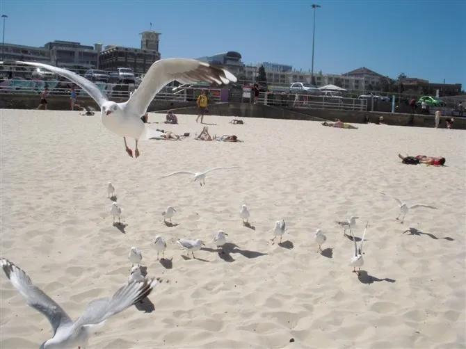 澳大利亚主要城市及旅游景区地图,澳大利亚新南威尔士州旅行图片