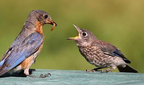 好看的山水花鸟大全,中国风山水花鸟图片