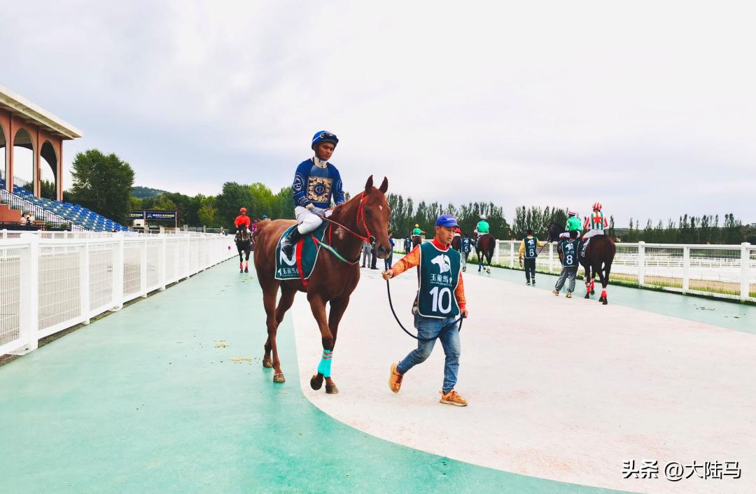 大陆马会马术,大陆马会马术体验