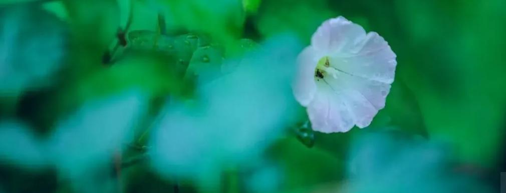 诗词鉴赏落在古诗词里初夏的雨,初夏的雨的古诗词