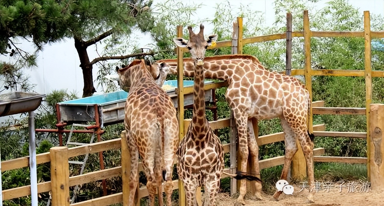 去威海玩完的感受,去威海旅游怎么说比较好