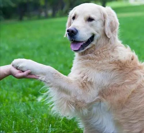 狗狗老是扒拉我怎么回事,狗狗用手老是扒拉主人啥意思