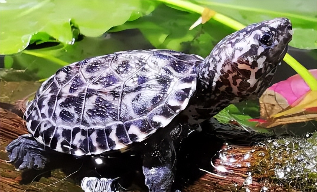 乌龟腐皮腐甲是什么原因,聚维酮碘治疗乌龟腐甲腐皮