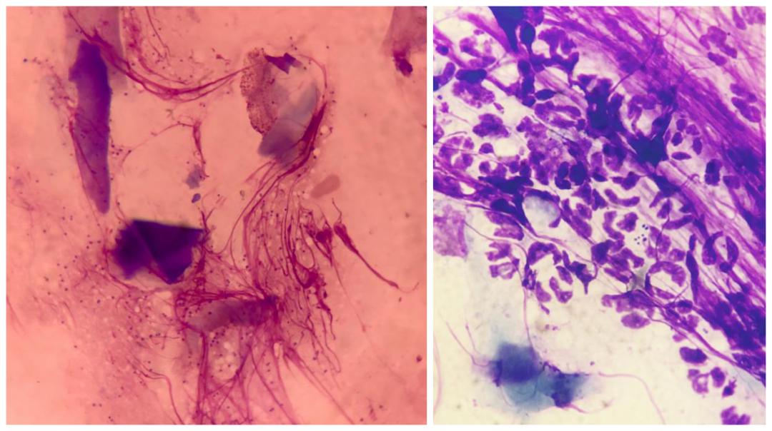 流浪狗的病能自愈吗,流浪狗得了皮肤病