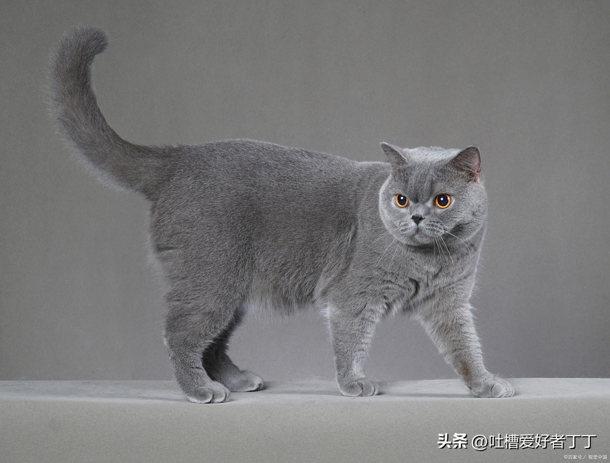 英国短毛猫老是掉毛怎么办,英国短毛猫为什么那么老