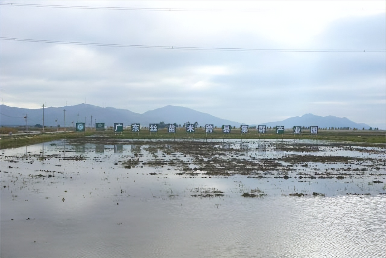 汕尾市农业水稻种植,汕尾水稻种植