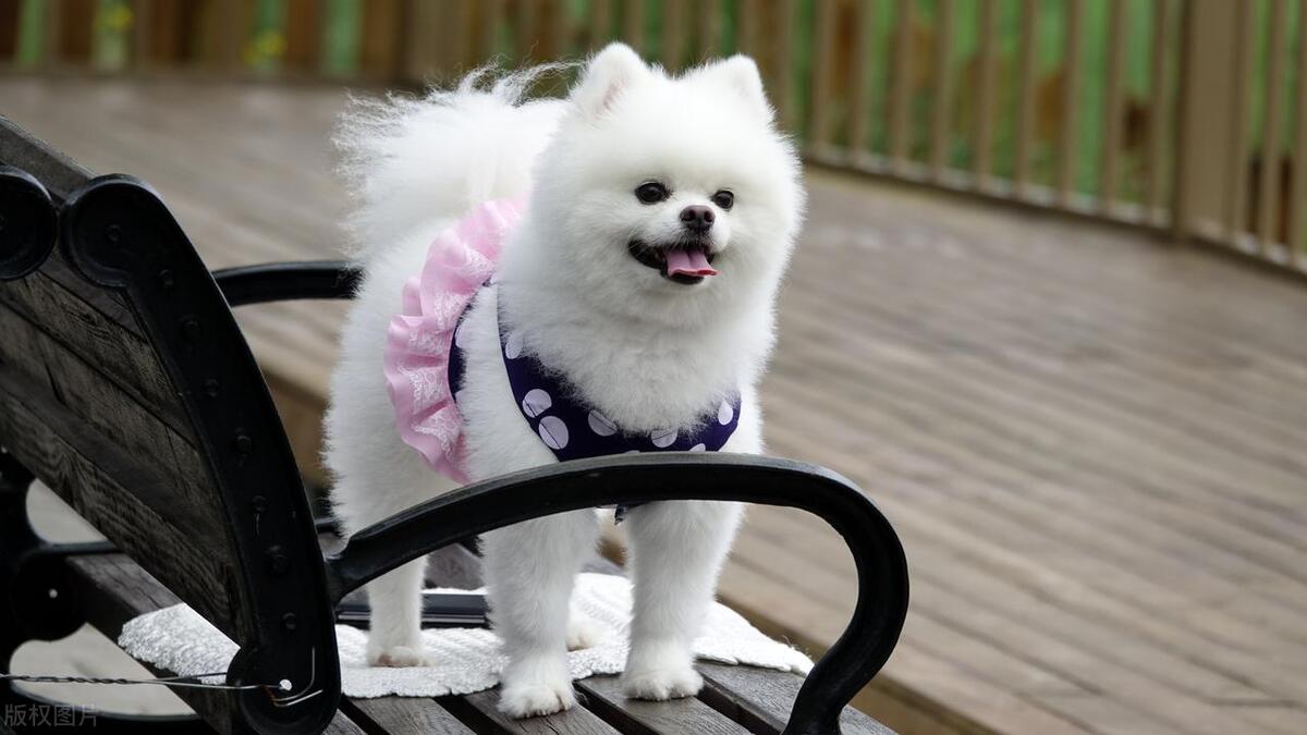 狗界中哪几种狗狗颜值很高,颜值最高的十大狗狗排行榜