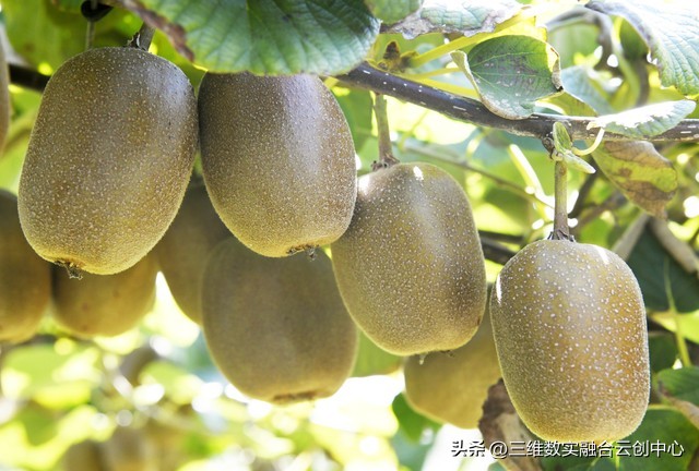 新型家庭农场的致富路,家庭农场的发展红利又将迎来高潮