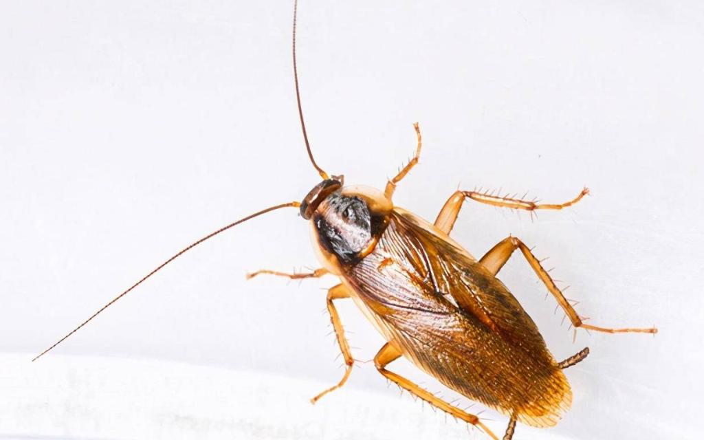 南方蟑螂个头大还会飞,南方大蟑螂为什么出现在北方