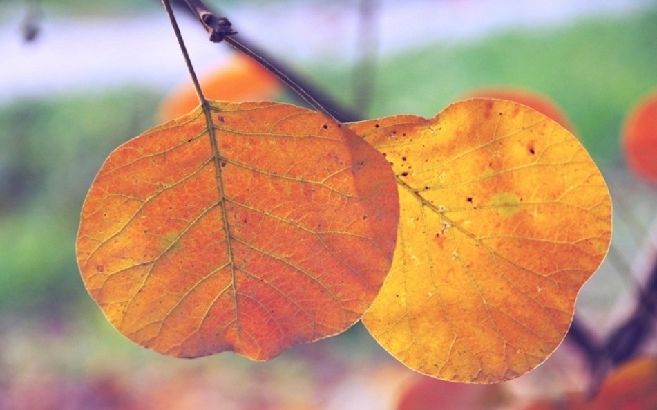 女性*处私**毛毛太密，能刮掉吗？医生说出实话，看完再做决定