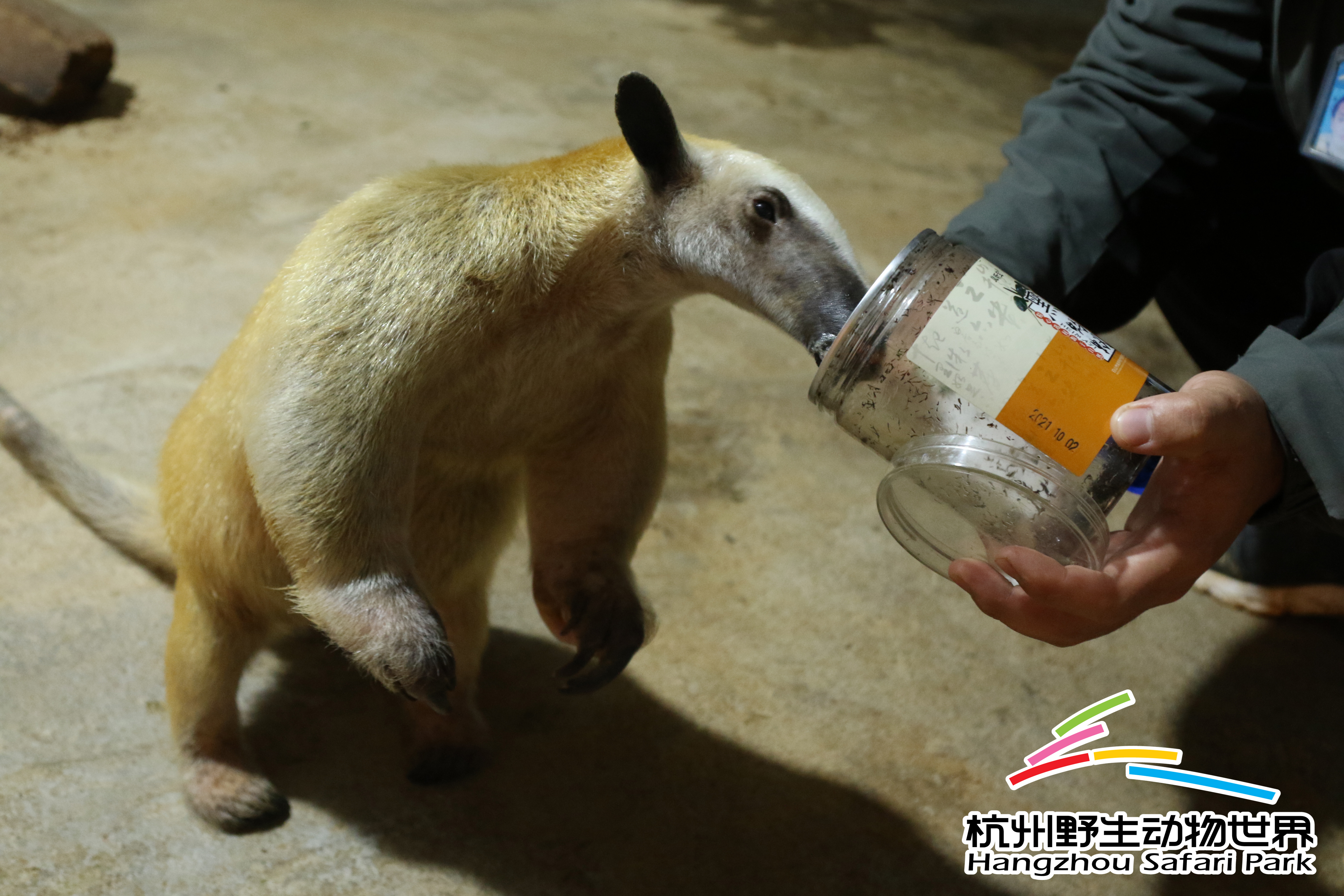 寒潮来袭冻真格,杭州野生动物世界过冬