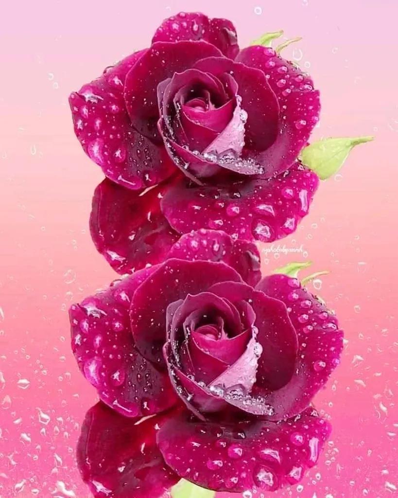 玫瑰是爱情的使者,玫瑰是每个女人的最爱