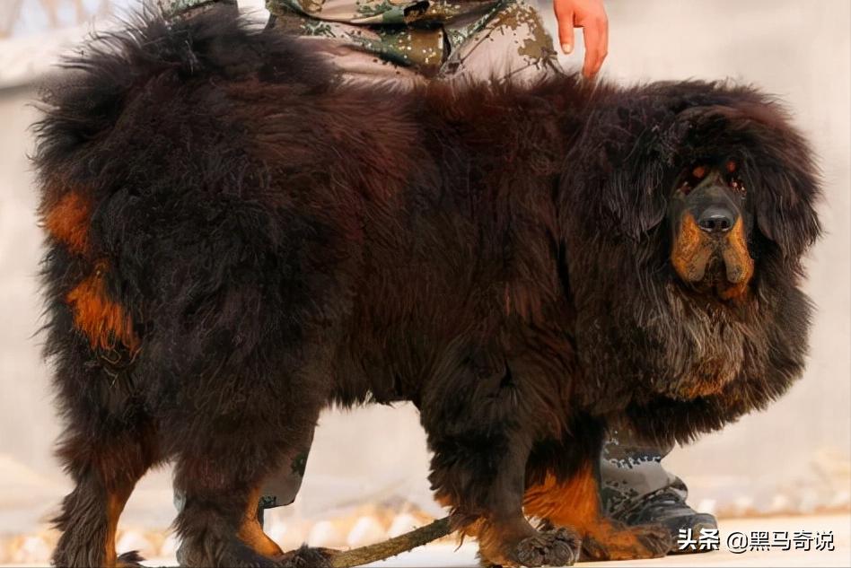 从濒临灭绝到泛滥成灾,纯种野生藏獒濒临灭绝
