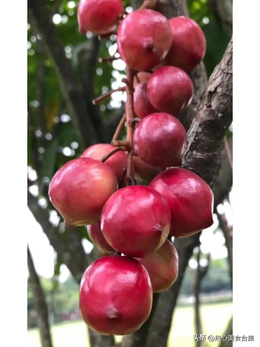 奇葩水果你见过但你肯定没吃过,奇葩水果图鉴你能认得出几种呢