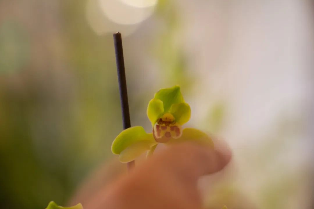 新手盆栽兰花最好选择哪些品种,室内养什么兰花品种及图片大全