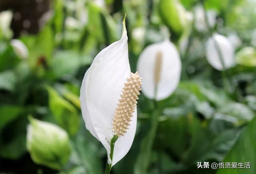 吸甲醛最好的10种花,种什么花可以消除甲醛和苯