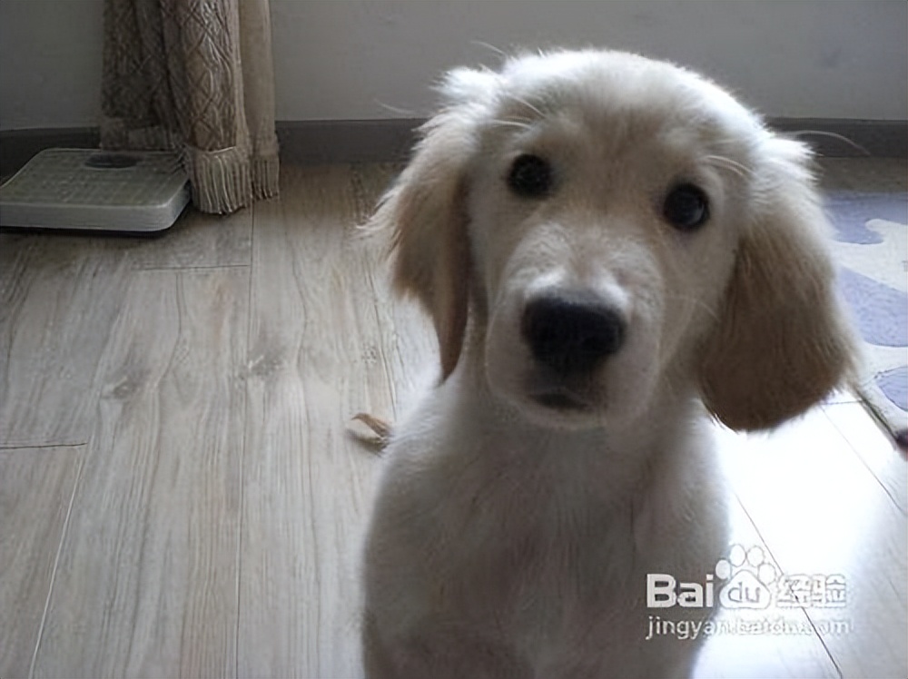 金毛小狗的饲养技术,小太阳金毛饲养教程