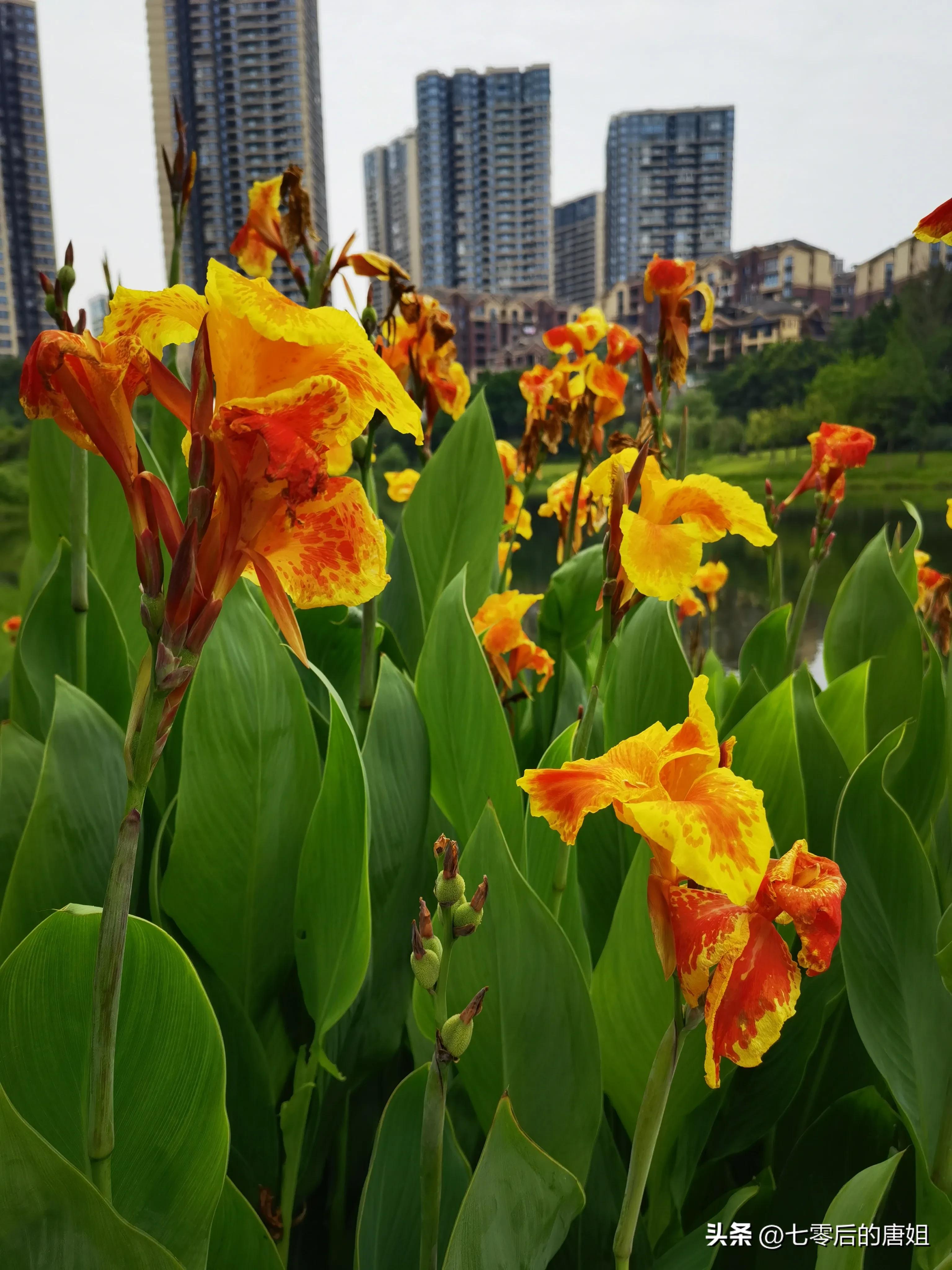 美人蕉花里面甜甜的,秋天的美人蕉花