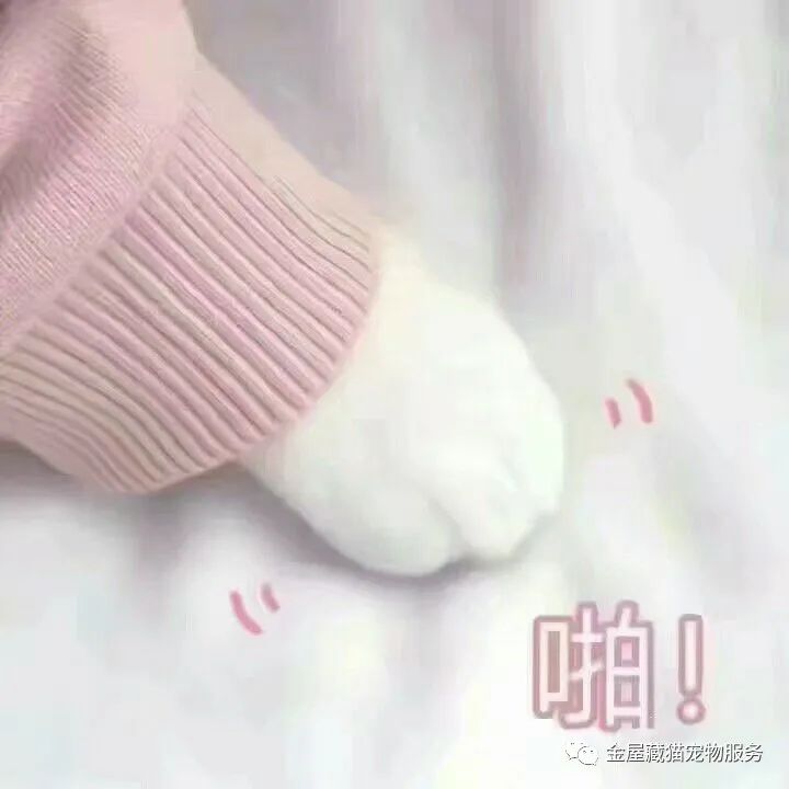 新手养猫总结的一些接地气的经验,不懂猫的建议养猫吗