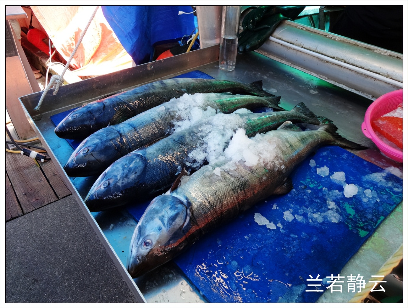 加拿大温哥华渔人码头详解,加拿大海鲜市场