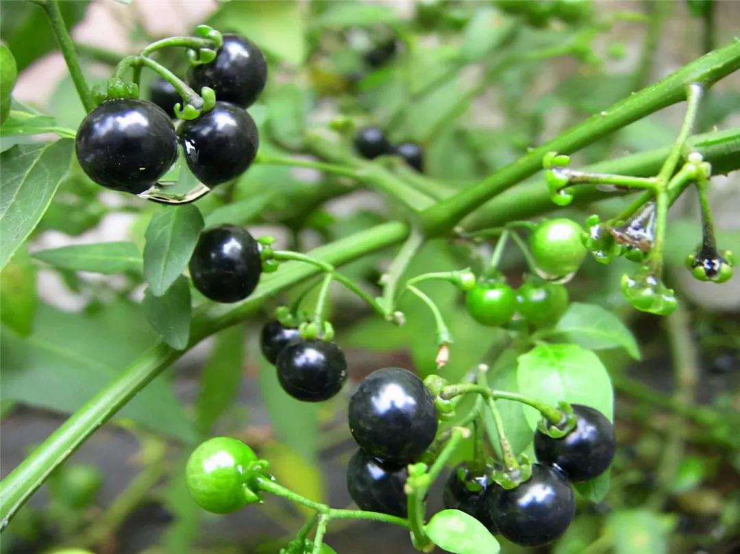 小时候在农村常见的32种植物,小时候有什么植物叫不上名的