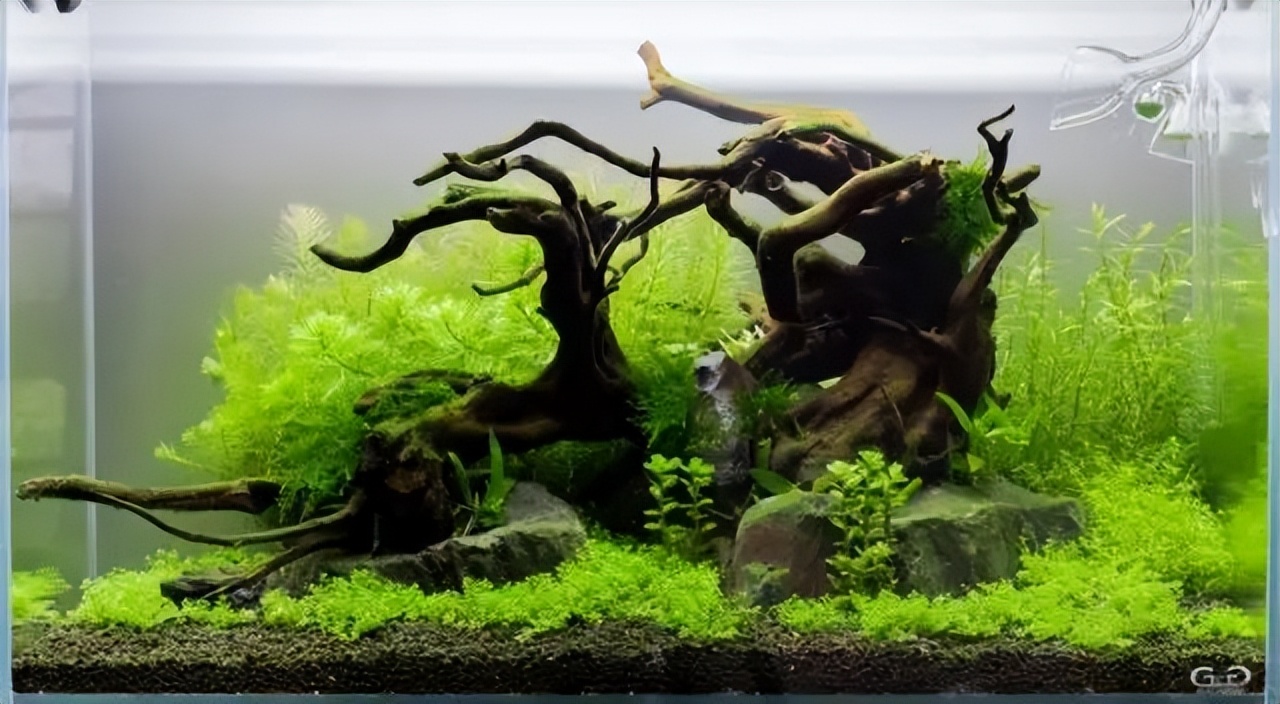 种水草教程什么时候放肥,水草怎么种比较好