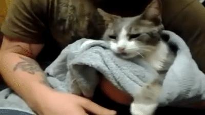 猫咪轻度中毒的症状及治疗,猫咪中毒三小时以上该怎么解毒