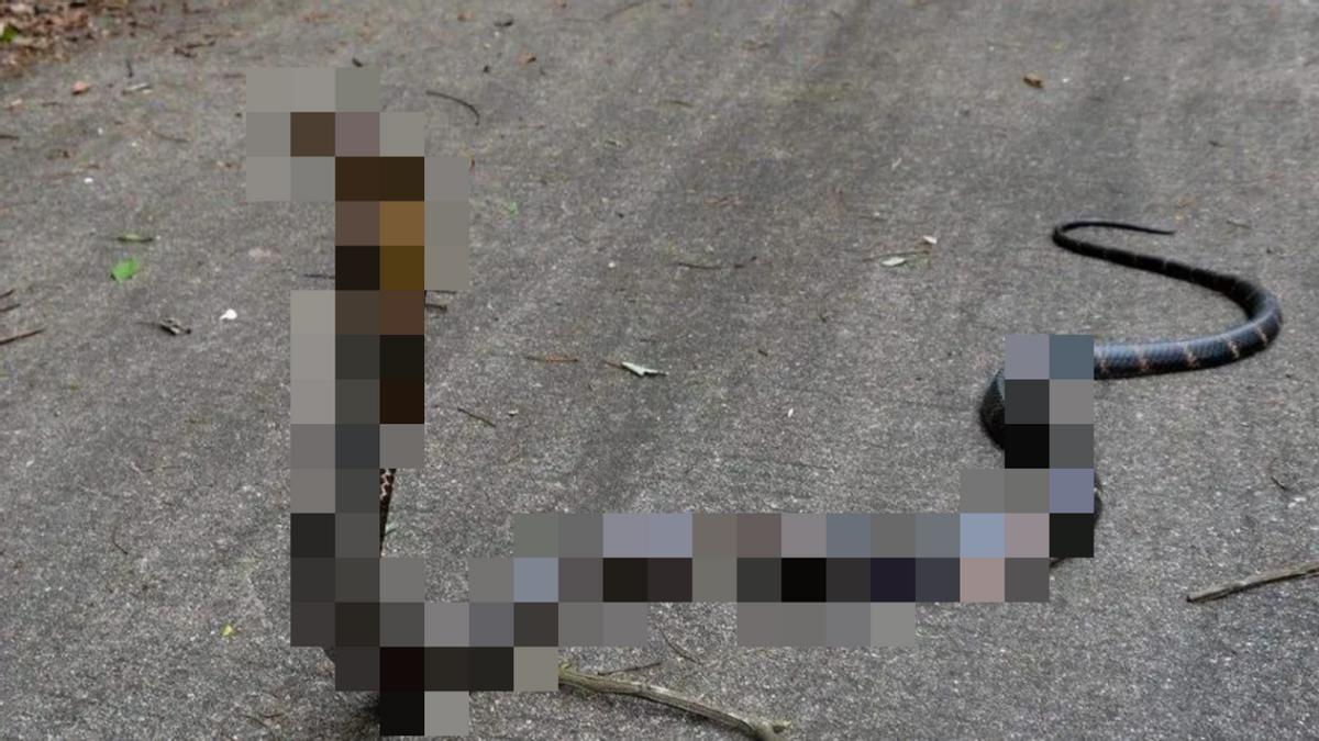 天气太热蛇被晒死,高温天气蛇会出来吗