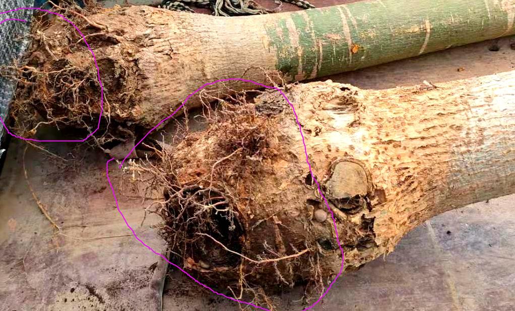 发财树病虫害图解大全,发财树都有哪些病虫害