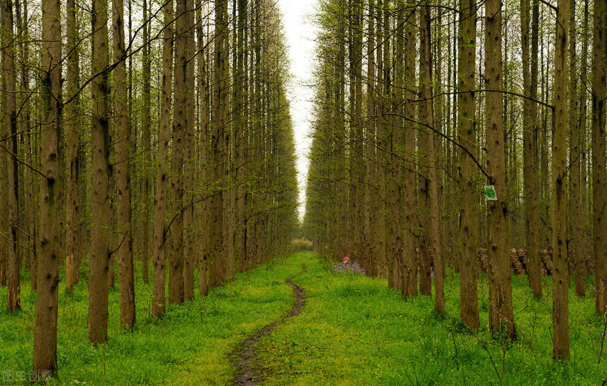 上海附近的森林秘境,上海惊现的森林秘境