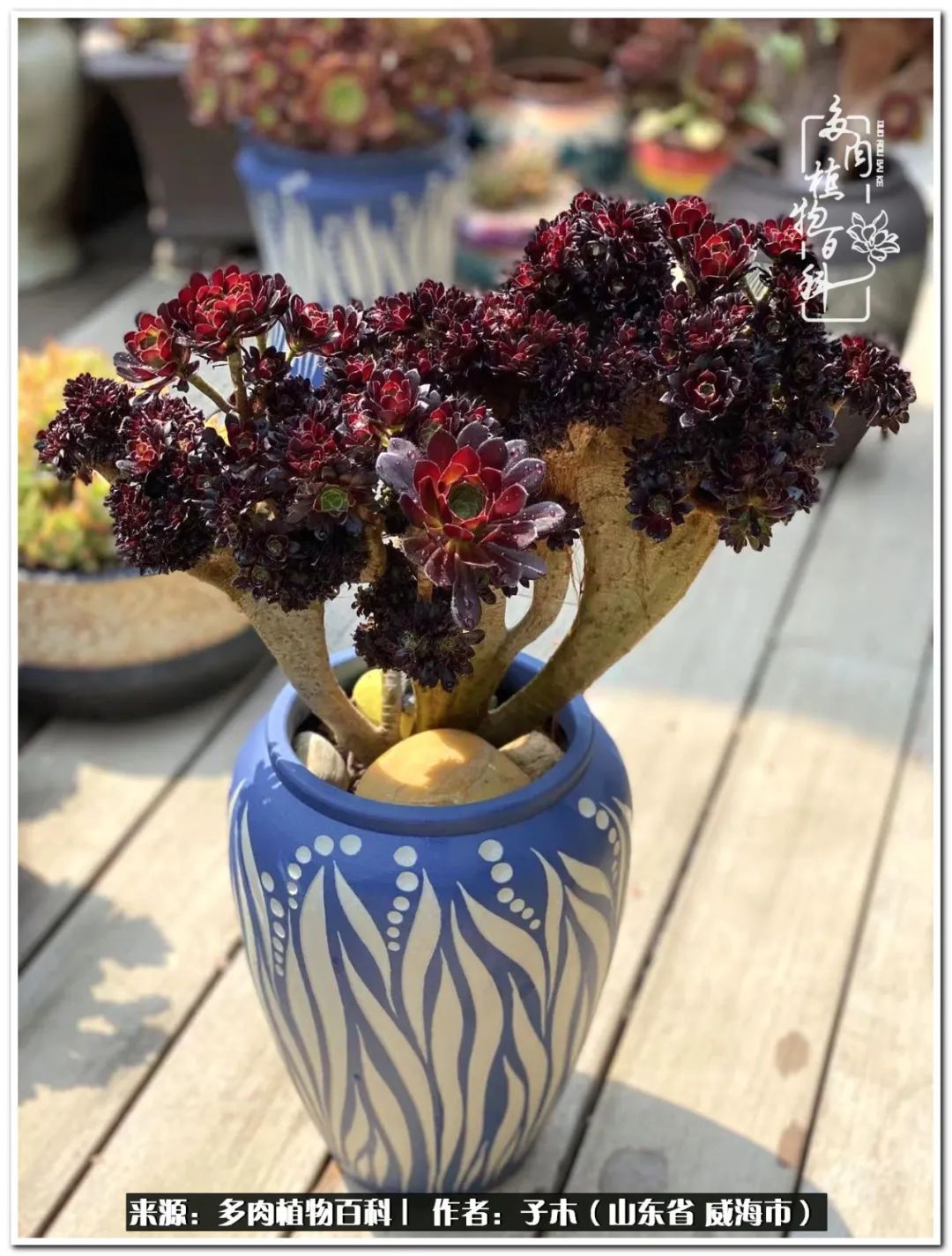 法师多肉成长史,法师多肉新手教程