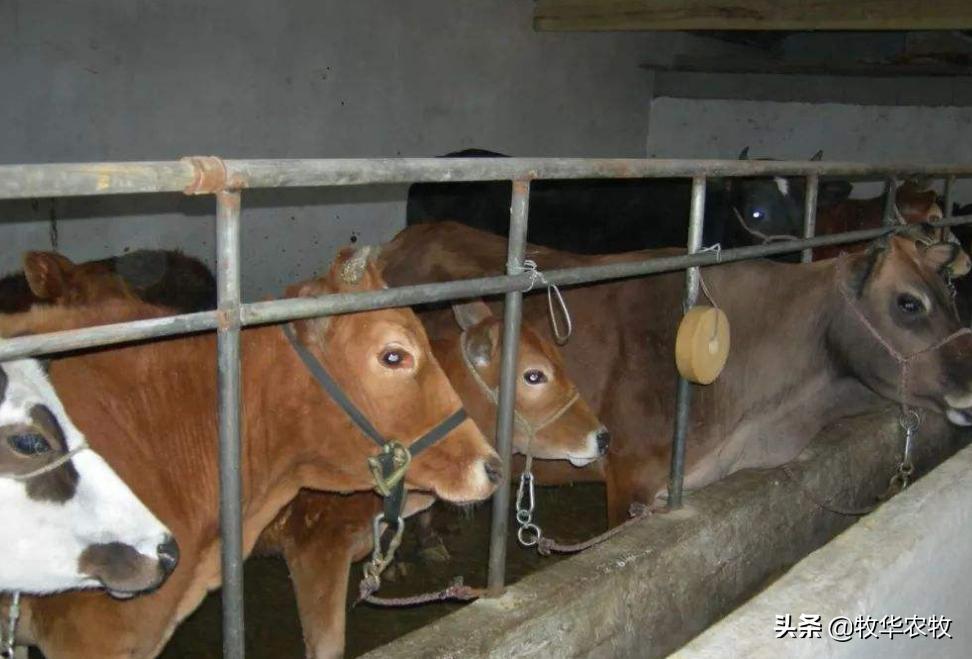 养牛中牛病怎么看,养牛人须知牛腹泻知识