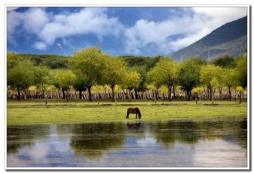 桐树果文章介绍,桐树果文章