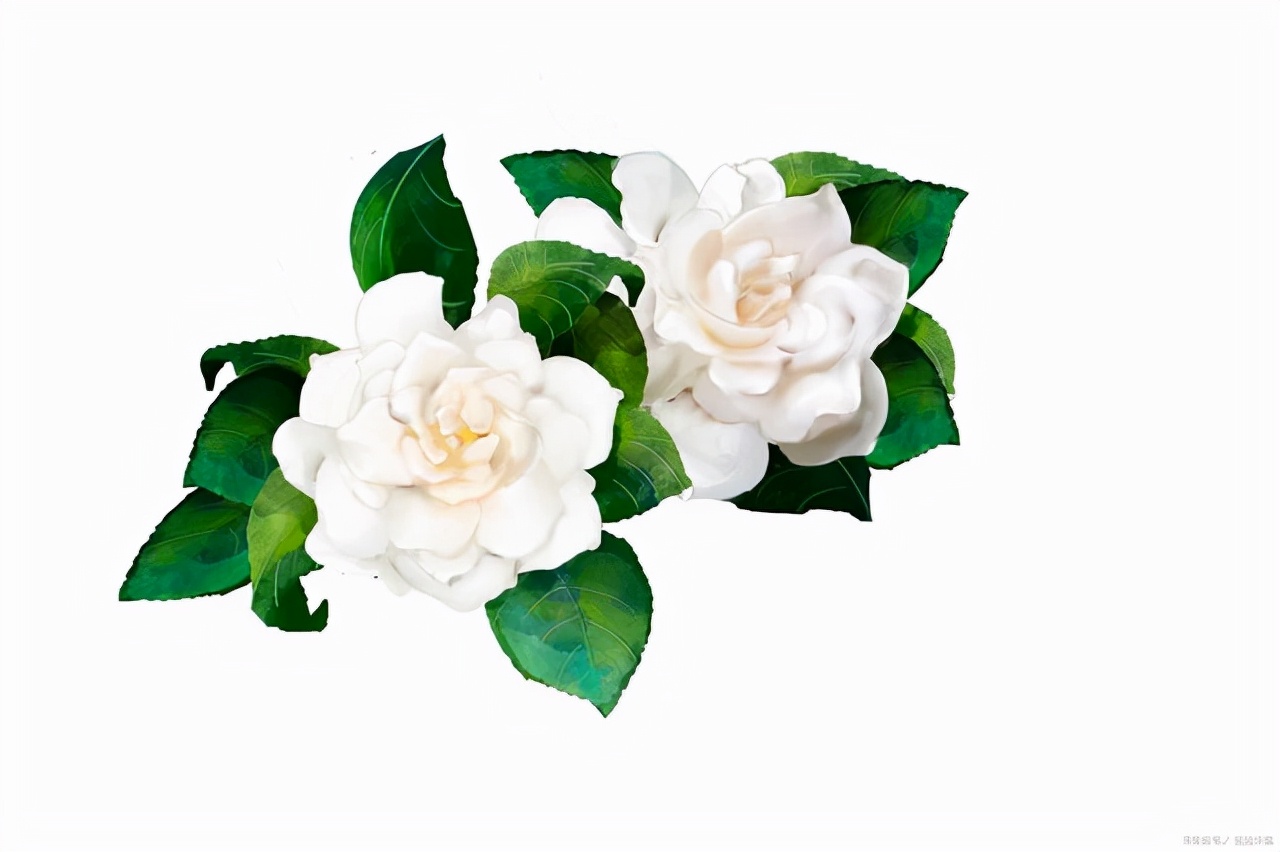 封闭阳台适合养什么花不死,从风水角度看封闭阳台养什么花好