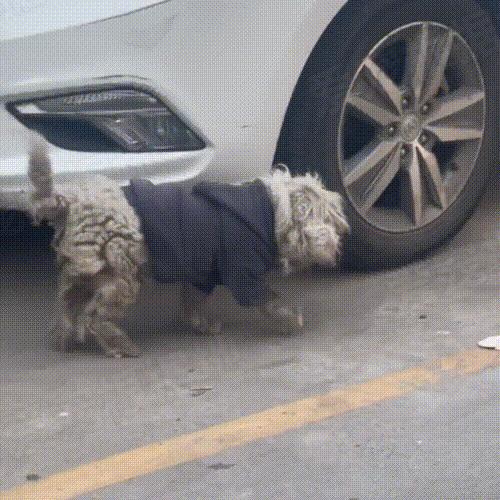 走失5个月的比熊身上还穿着棉袄,走失比熊回来了