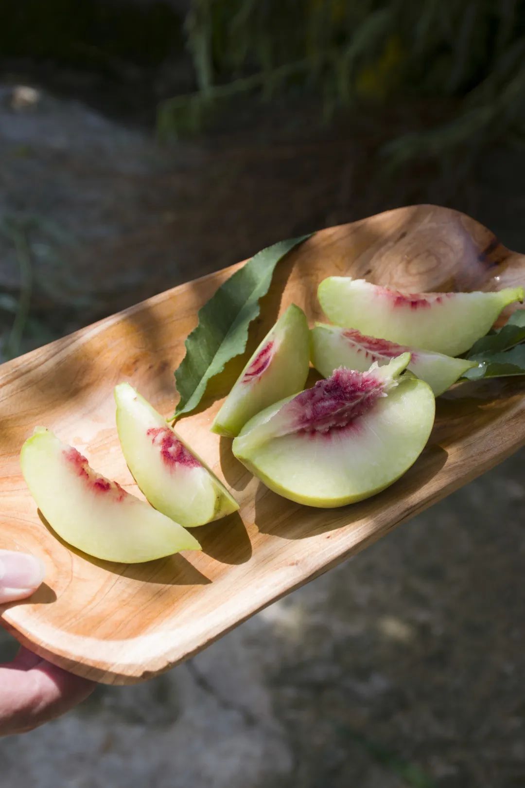 鹰嘴桃脆香甜,赣南鹰嘴桃新鲜现摘